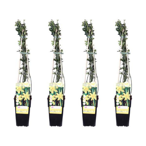 Winter-Jasmin – Jasminum nudiflorum – Ø15cm – ca. 65cm hoch – Winterblühende Kletterpflanze mit gelben Blüten für Garten, Zaun & Pergola – Plant