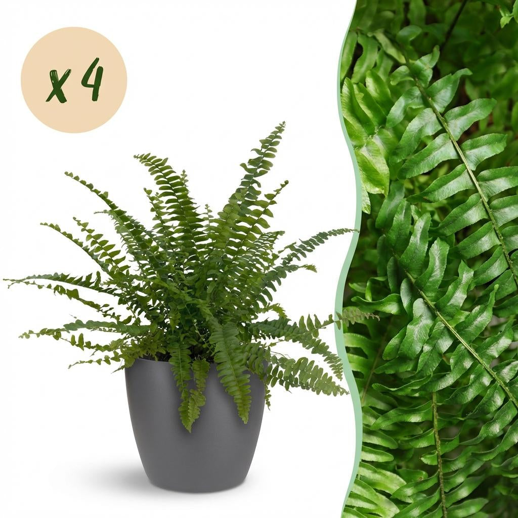Nephrolepsis Exaltata Green Lady Farn – Zimmerpflanze im grauen Topf Ø12cm Höhe25cm – Haustierfreundliche Grünpflanze – Luftreinigend & Pflegeleicht