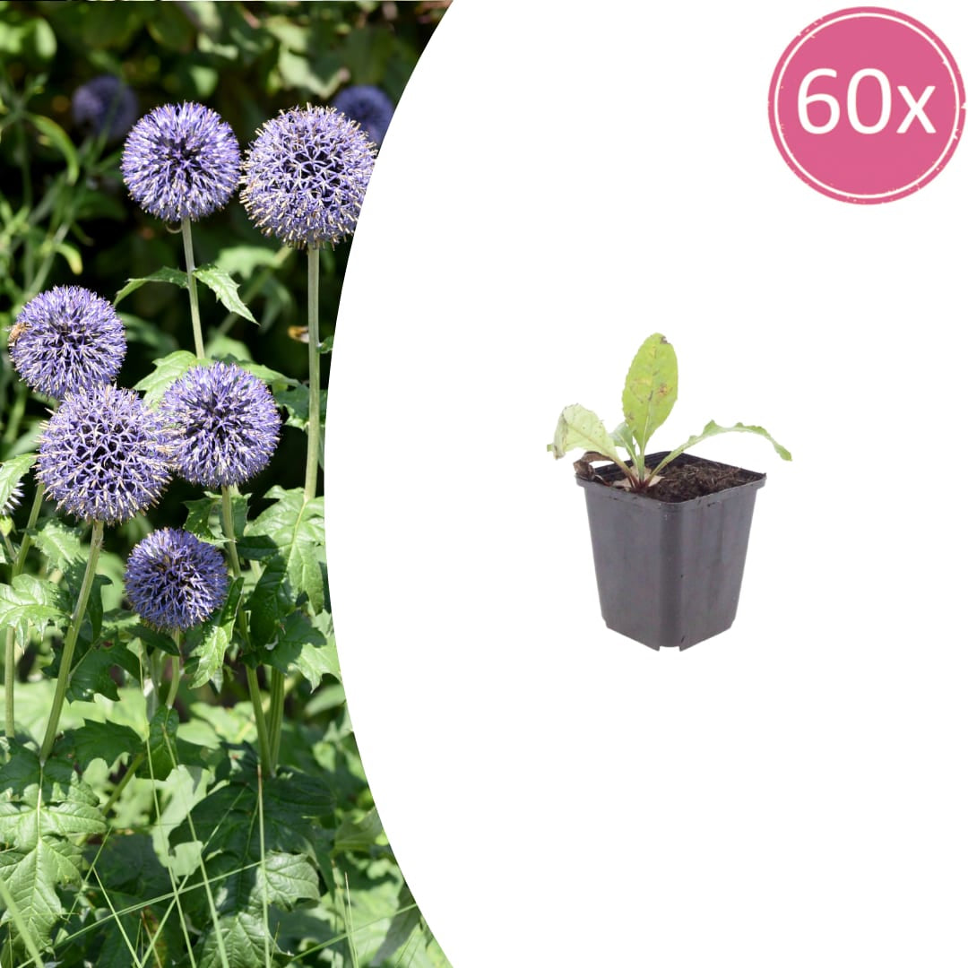 Kugeldistel Echinops ritro – 10-25cm – Ø9cm – Winterharte Staude mit blauen Blütenkugeln