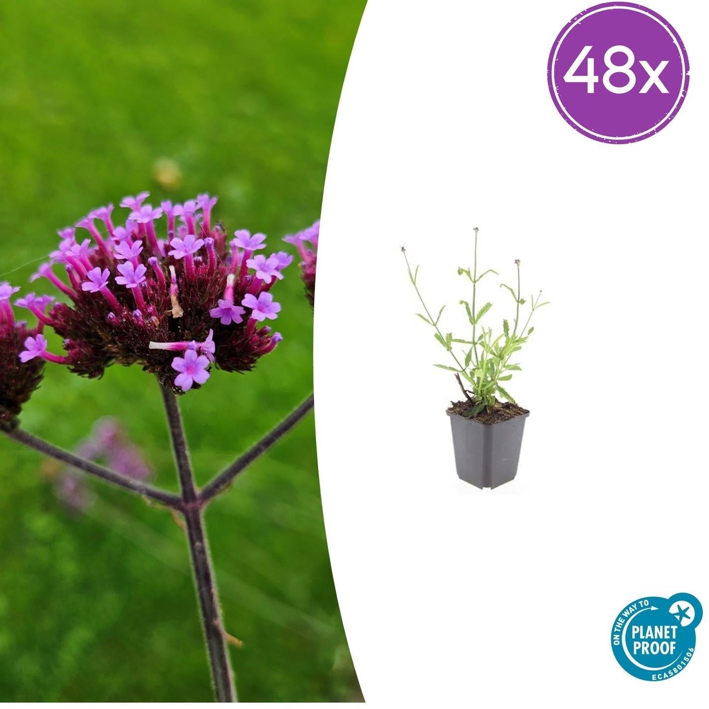 Hohes Eisenkraut Verbena bonariensis 'Lollipop' – ↕10-25cm – Ø9cm – Lilafarbene Blüten – Langblühend – Pflegeleicht – Plant