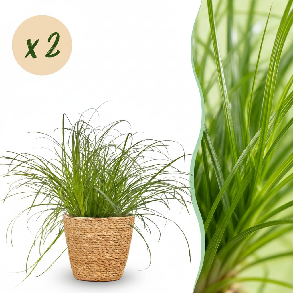 Cyperus Alternifolius Zumula Katzenpflanze – Zimmerpflanze im Korb Ø12cm Höhe20cm – Haustierfreundliche Grünpflanze – Pflegeleicht