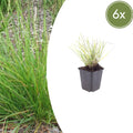 Sesleria autumnalis – Ø9cm – Höhe 10-25cm – Winterhartes Ziergras – Goldbraune Herbstfärbung