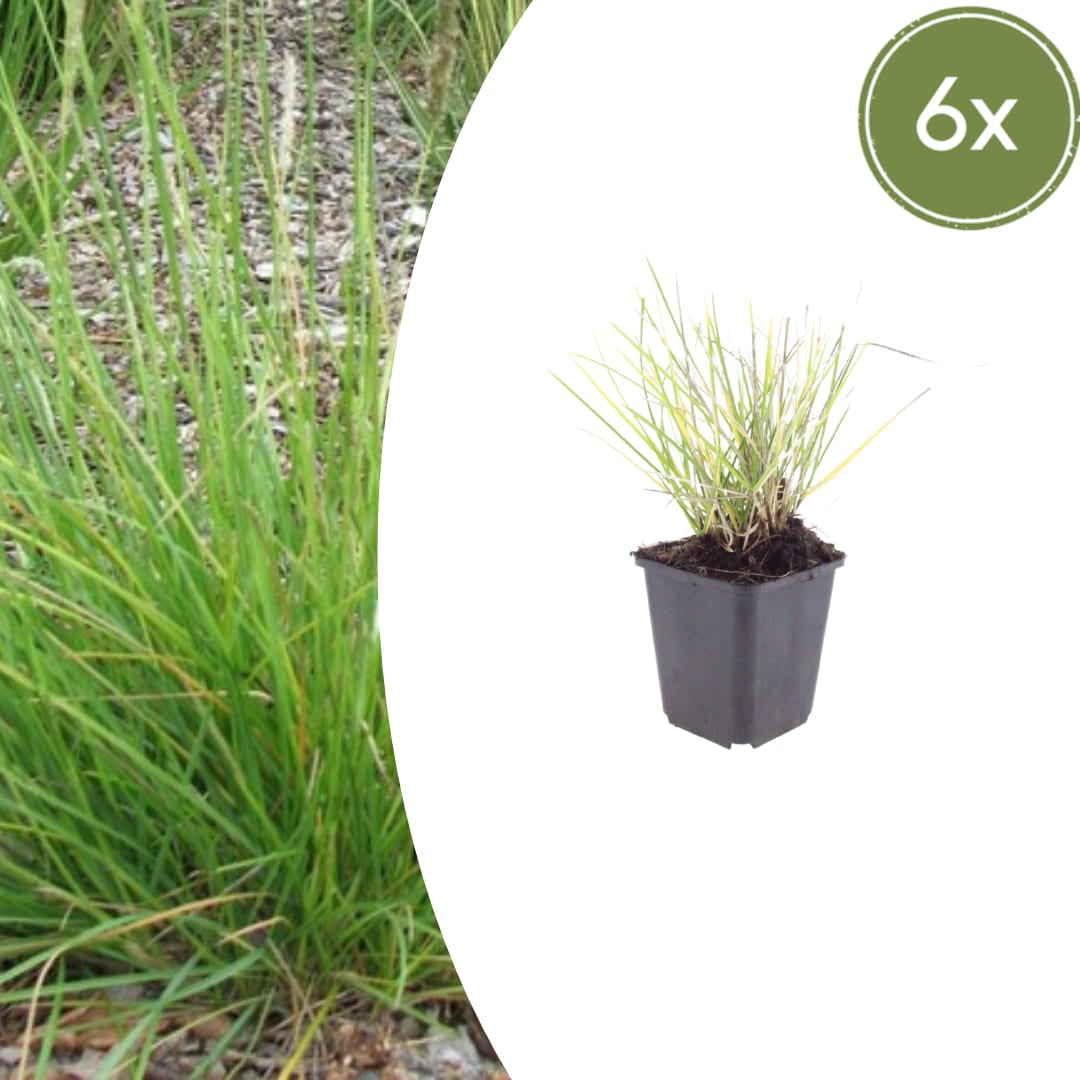 Sesleria autumnalis – Ø9cm – Höhe 10-25cm – Winterhartes Ziergras – Goldbraune Herbstfärbung