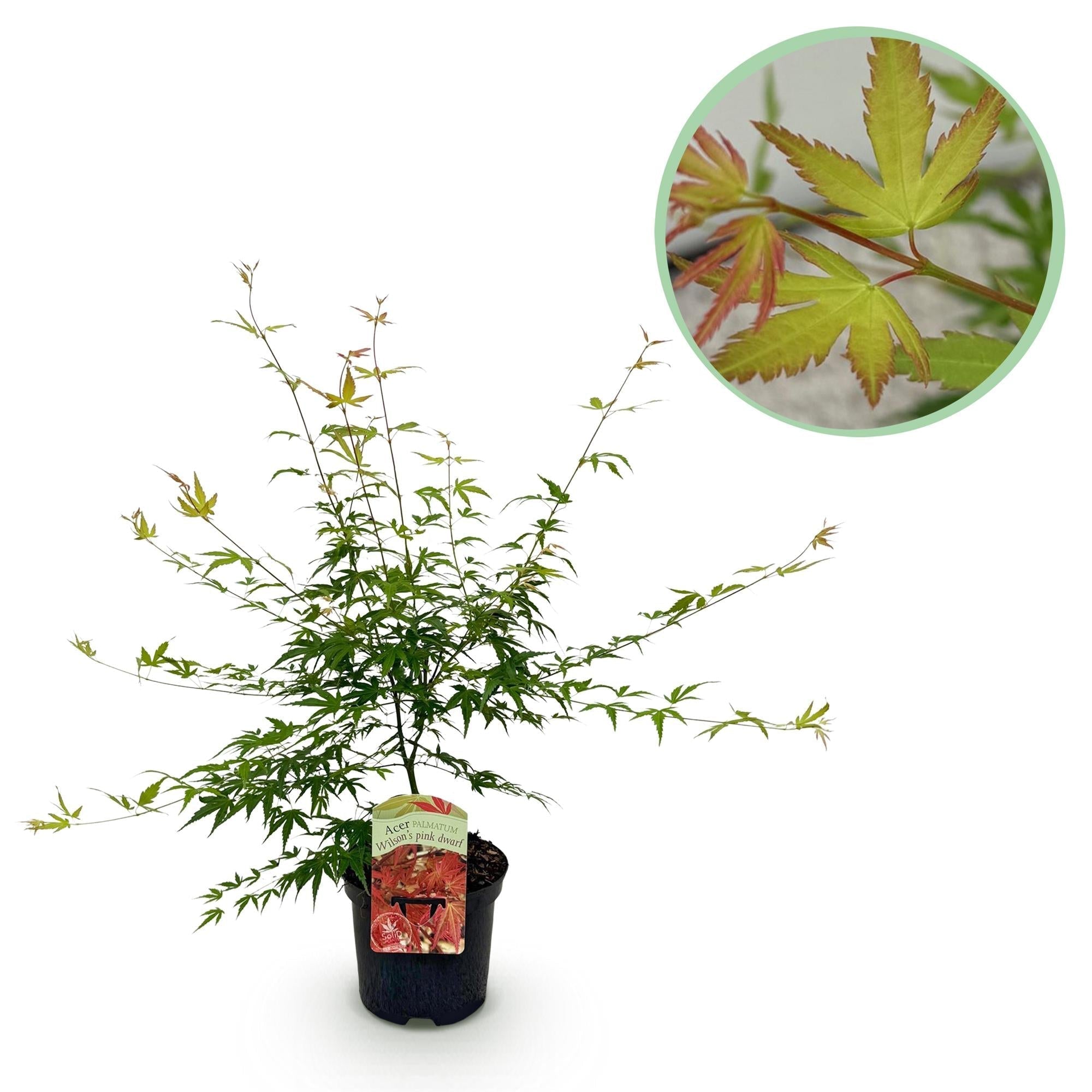 Japanischer Ahorn – Acer palmatum 'Pink Dwarf' – ca. 70cm hoch – Ø19cm – rosa Frühlingslaub – kompakte Balkon – & Gartenpflanze – Plant