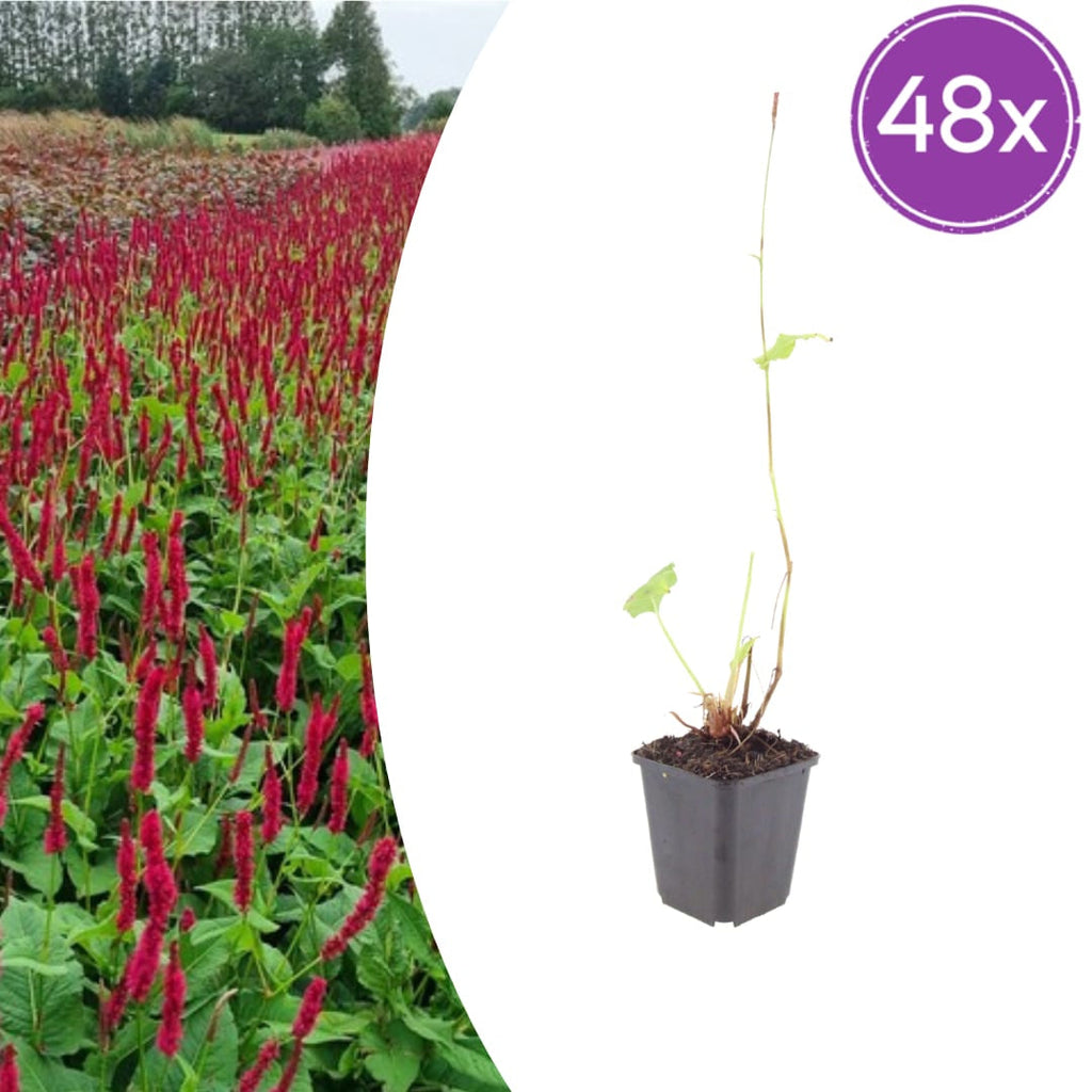 Persicaria amplexicaulis Blackfield – Ø9cm – Höhe 10-25cm – Winterharte Staude – Dunkelrote Blütenähren