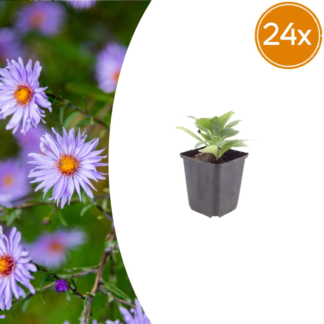 Aster frikartii Mönch – Sommeraster – 10-25cm – Ø9cm – Langblühende Staude für sonnige Beete – Bienenfreundliche Gartenpflanze