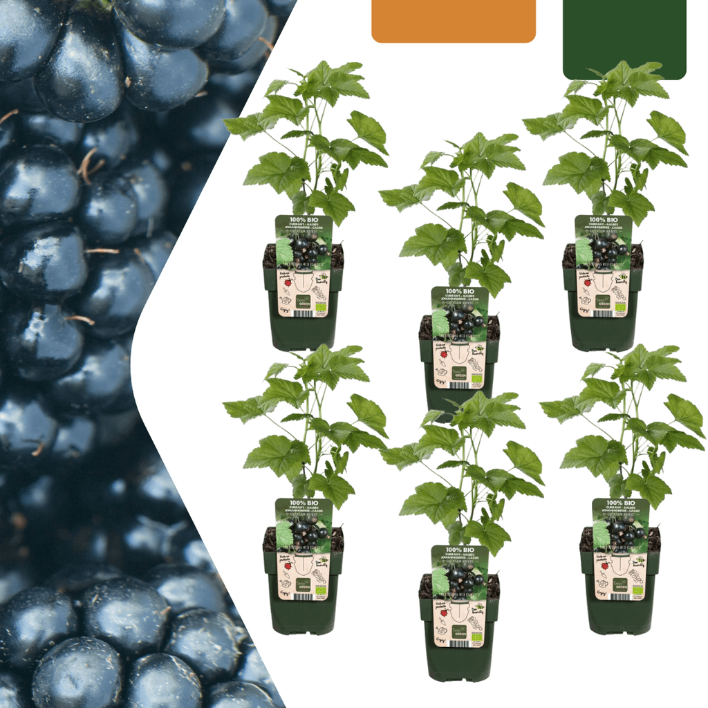 Bio Brombeere Rubus fruticosus – Biologische Brombeersträucher – Ø13cm – ↕20cm – Frostbeständig & Reichtragend – Plant