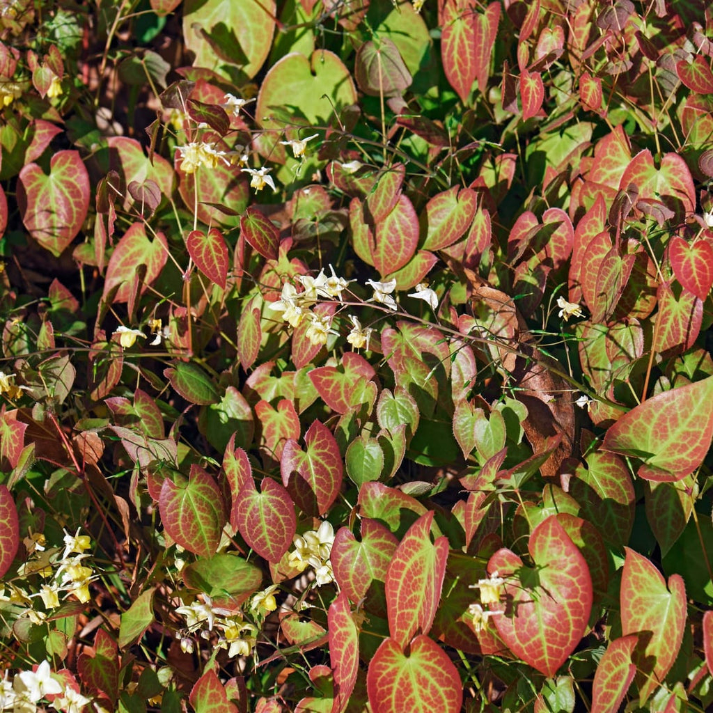 Elfenblume Epimedium × youngianum ‘Niveum’ – 10-25cm – Ø9cm – Weiße Schattenstaude – Winterharter Bodendecker für Garten & Gehölzrand