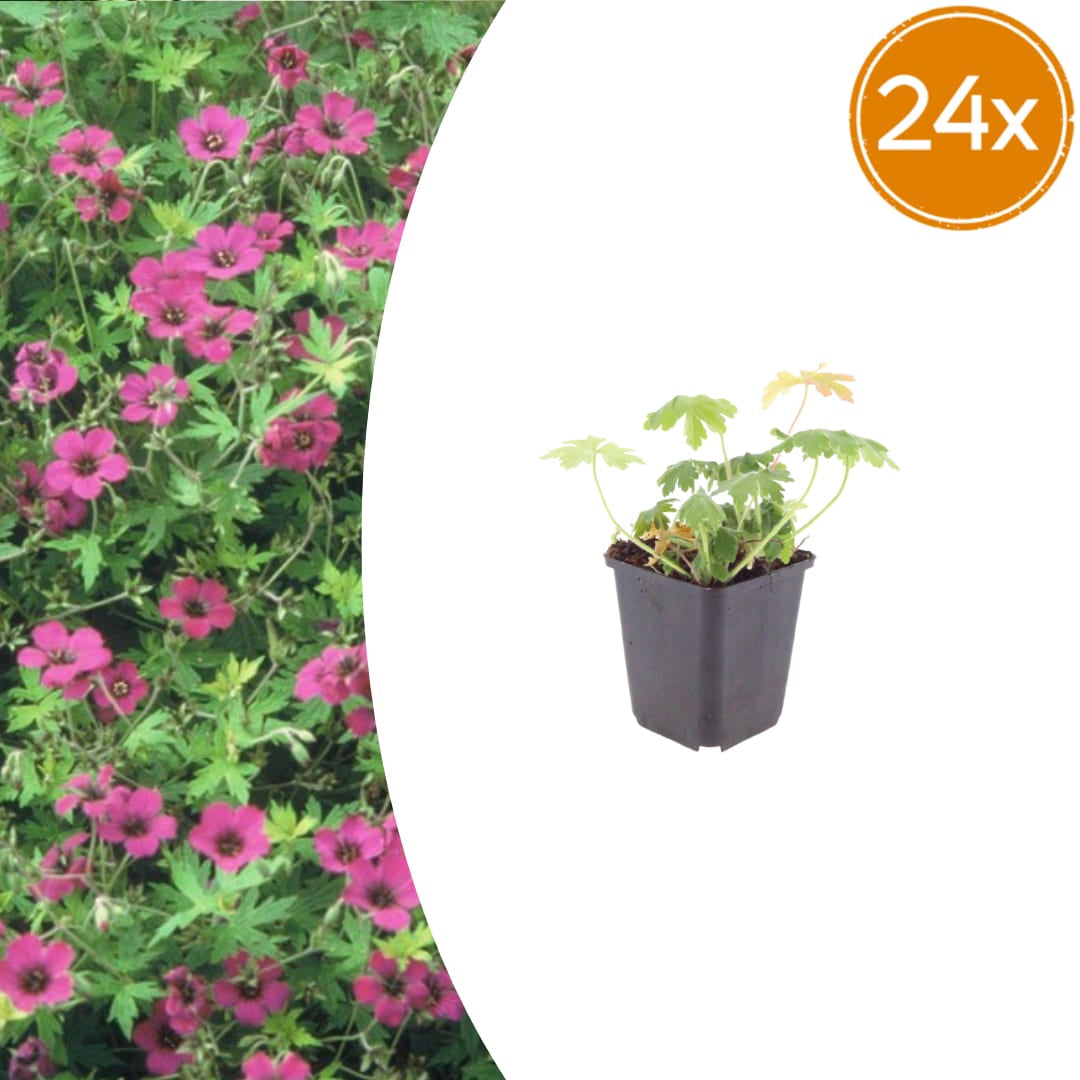 Geranium macrorrhizum Bevan's Variety – Ø9cm – Höhe 10-25cm – Winterharte Bodendecker Staude – Rosa Blüten – Pflegeleicht für Beet & Garten