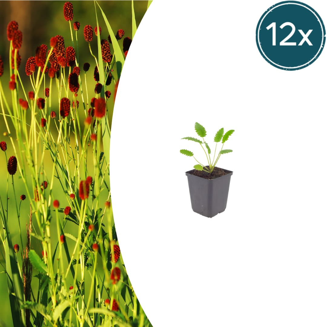 Sanguisorba officinalis Tanna – Ø9cm – Höhe 10-25cm – Winterharte Staude – Dunkelrote Blütenähren – Für Beet, Naturgarten & Präriegarten