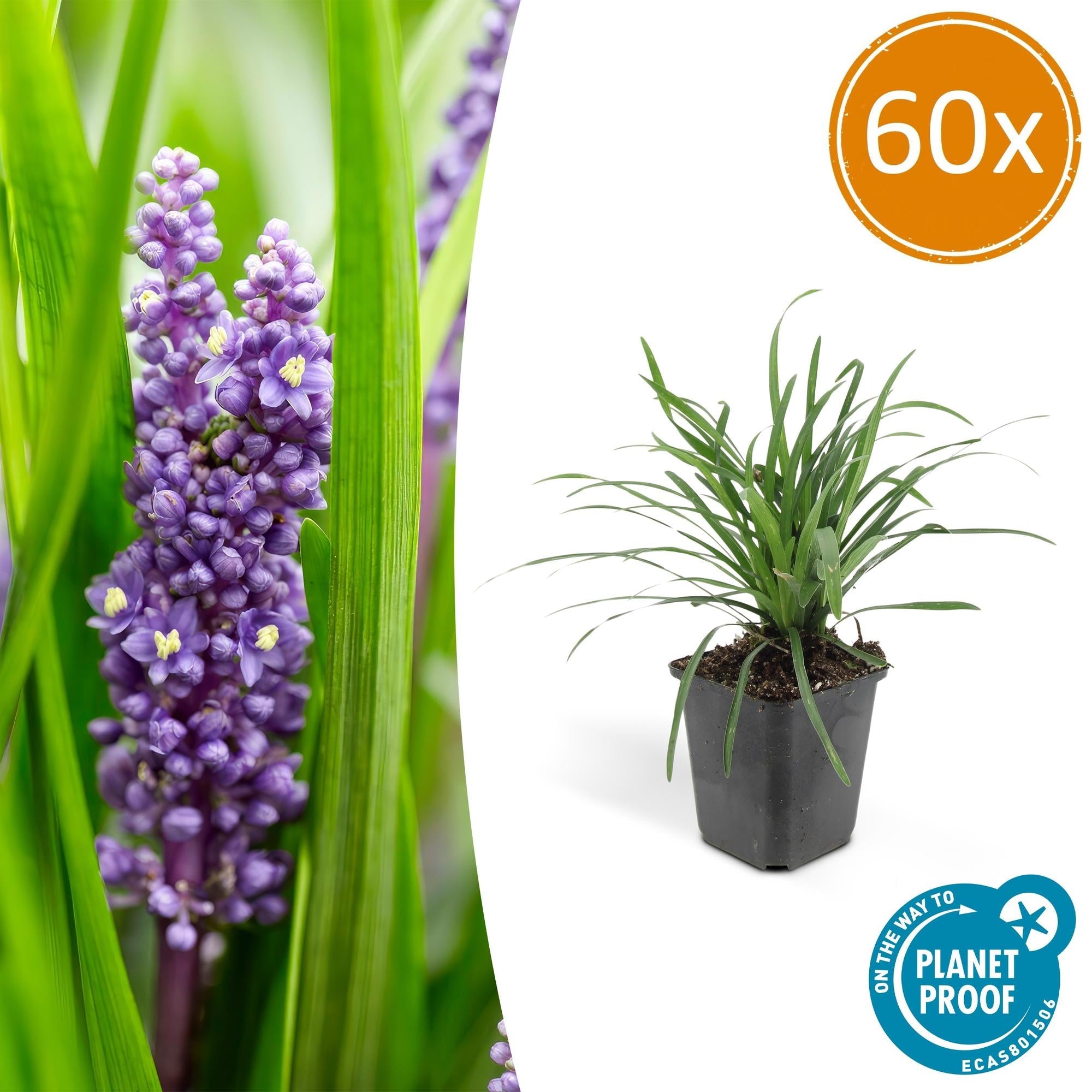 Lilientraube Liriope muscari Big Blue – ↕10-25cm – Ø9cm – Pflegeleicht Halbschatten – Plant