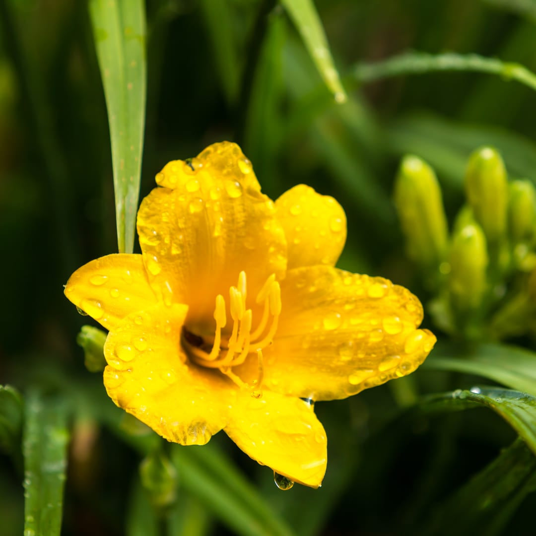 Hemerocallis Stella de Oro – Ø9cm – Höhe 10-25cm – Goldgelbe Taglilie – Dauerblühende Staude – Winterhart für Beet & Steingarten
