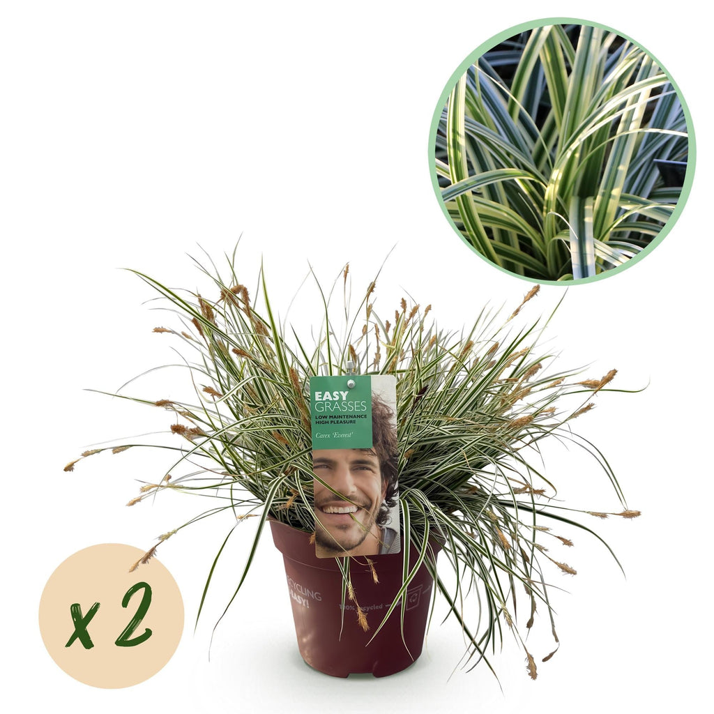 Grünweiße Segge Carex oshimensis Everest – Ø17cm – Immergrün, winterhart & pflegeleicht – Weiß – grüne Blätter – Höhe ca. 50cm – Plant
