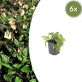 Symphytum grandiflorum – für Schatten & Halbschatten – Cremegelbe Blüten