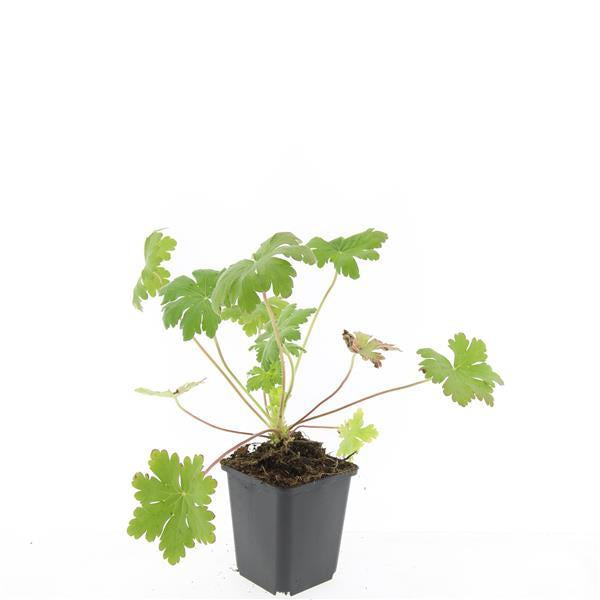 Balkan – Storchschnabel Geranium macr. 'Ingwersen's Var.' – ↕10-25cm – Ø9cm – mit zartrosafarbenen Blüten – Plant