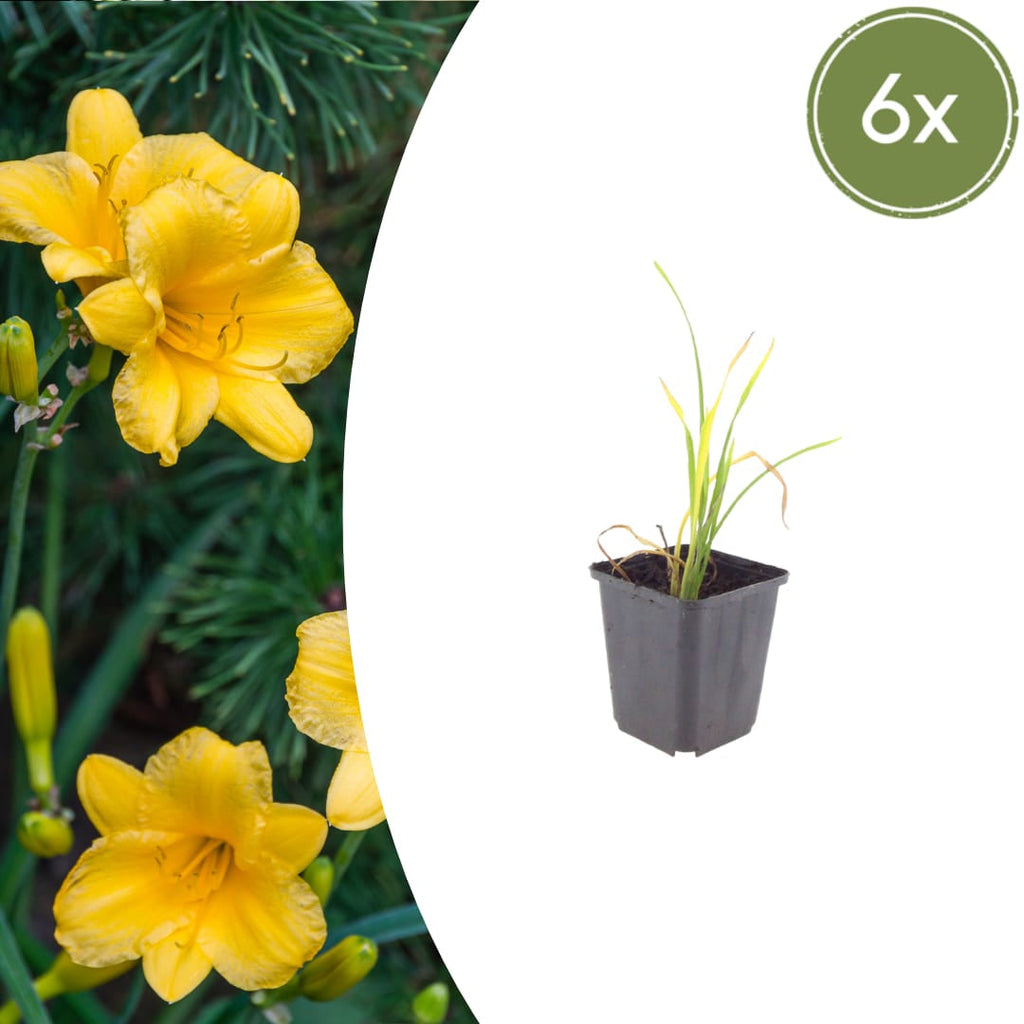 Hemerocallis Stella de Oro – Ø9cm – Höhe 10-25cm – Goldgelbe Taglilie – Dauerblühende Staude – Winterhart für Beet & Steingarten