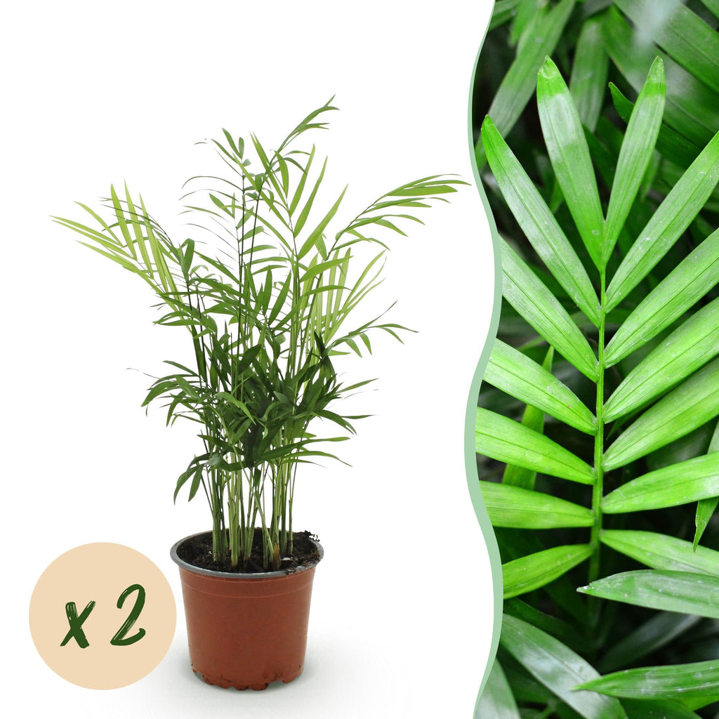 Chamaedorea elegans – Set – Ø12cm Höhe 35-40cm – Goldpalme mit feinen Wedeln – Haustierfreundliche luftreinigende Zimmerpflanze