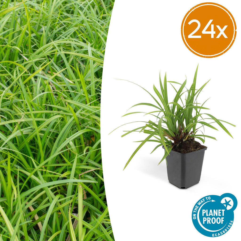 Grünblättrige Segge Carex morrowii 'Irish Green' – ↕10-25cm – Ø9cm – Immergrün – Pflegeleicht – Schattentauglich – Plant