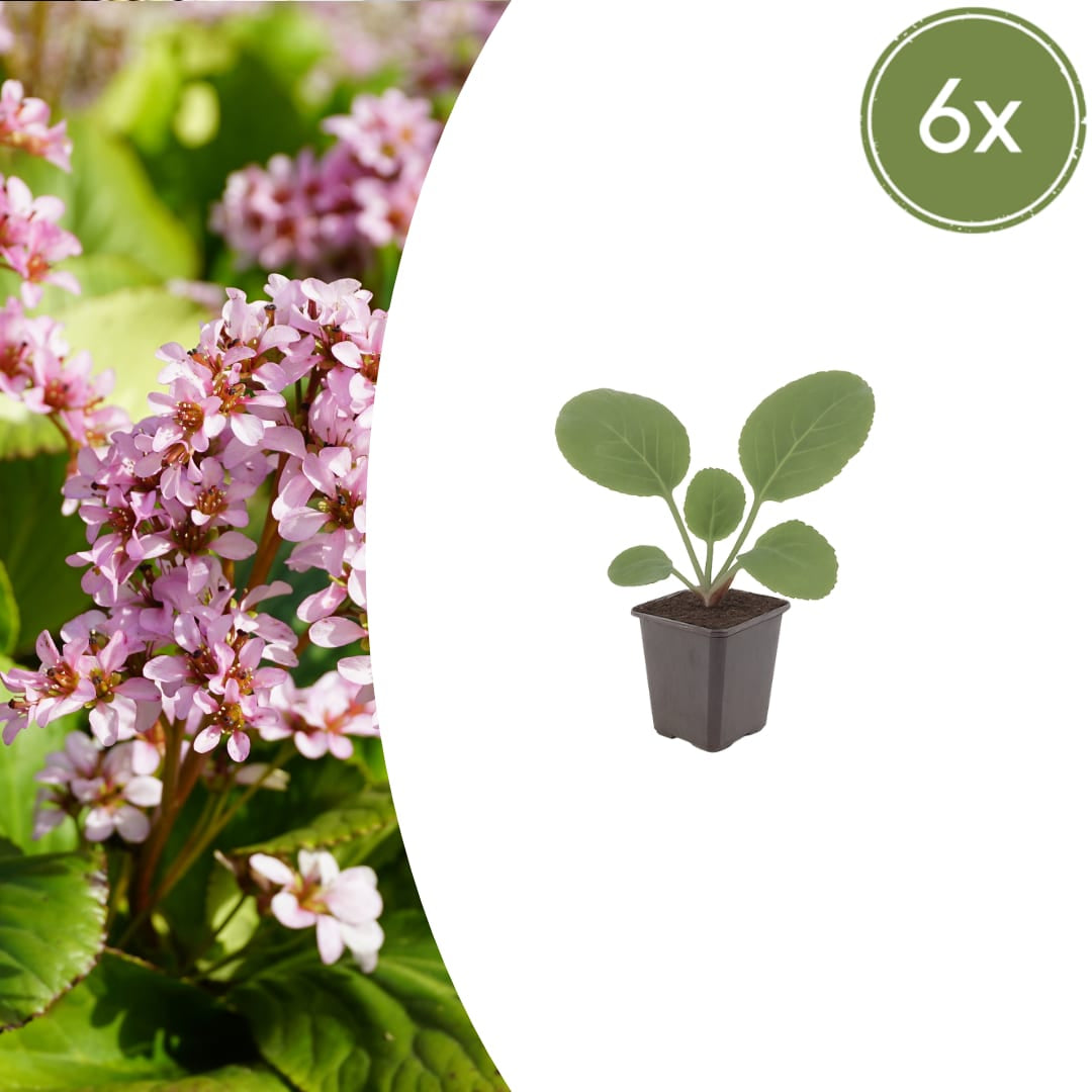 Schusterblume Bergenia cordifolia – 10-25cm – Ø9cm – Immergrüne Staude mit rosa Blüten