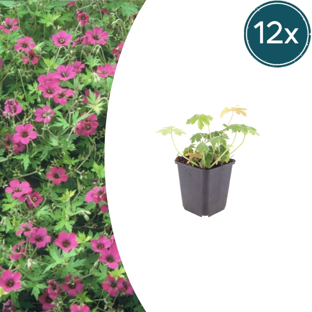 Geranium macrorrhizum Bevan's Variety – Ø9cm – Höhe 10-25cm – Winterharte Bodendecker Staude – Rosa Blüten – Pflegeleicht für Beet & Garten
