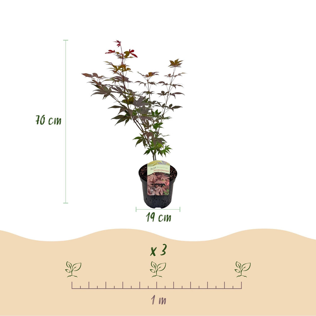 Japanischer Ahorn Acer palmatum Atropurpureum – Lila Balkonpflanze – Ø19cm – Höhe ca. 70cm – Kompakter Zierahorn mit tiefviolettem Laub – Plant