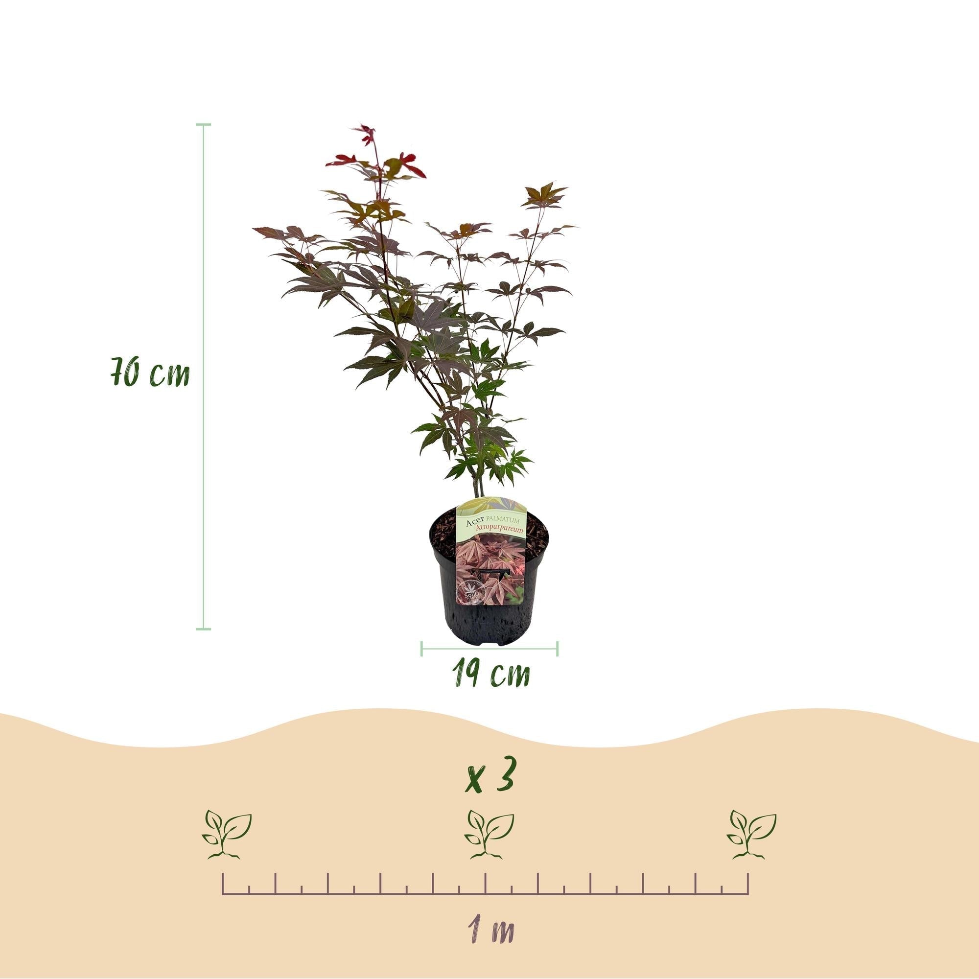 Japanischer Ahorn Acer palmatum Atropurpureum – Lila Balkonpflanze – Ø19cm – Höhe ca. 70cm – Kompakter Zierahorn mit tiefviolettem Laub – Plant