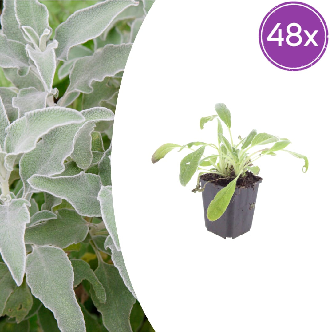 Stachys byzantina – Ø9cm – Höhe 10-25cm – Winterharte Staude – Silberlaub Bodendecker – Trockenheitsresistent für Beet & Steingarten