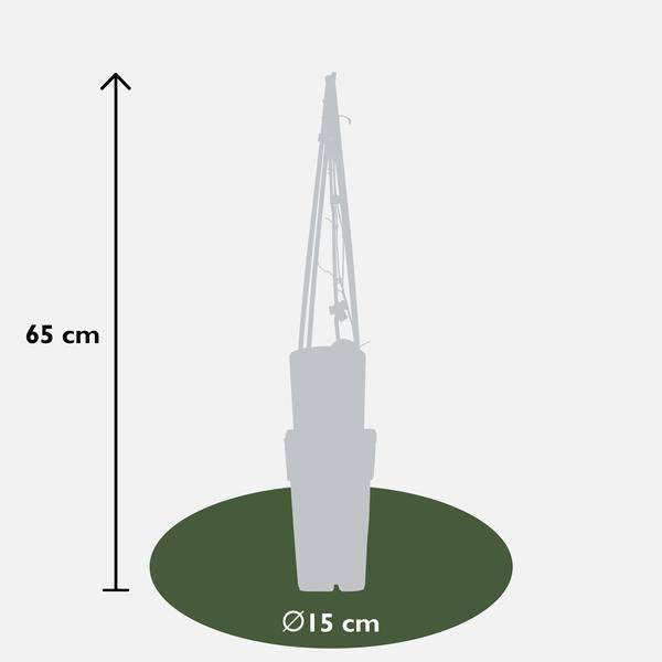 Waldrebe – Clematis 'The President' – Ø15cm – ↕65cm – Kletterpflanze mit violetten Blüten für Garten & Pergola – Plant