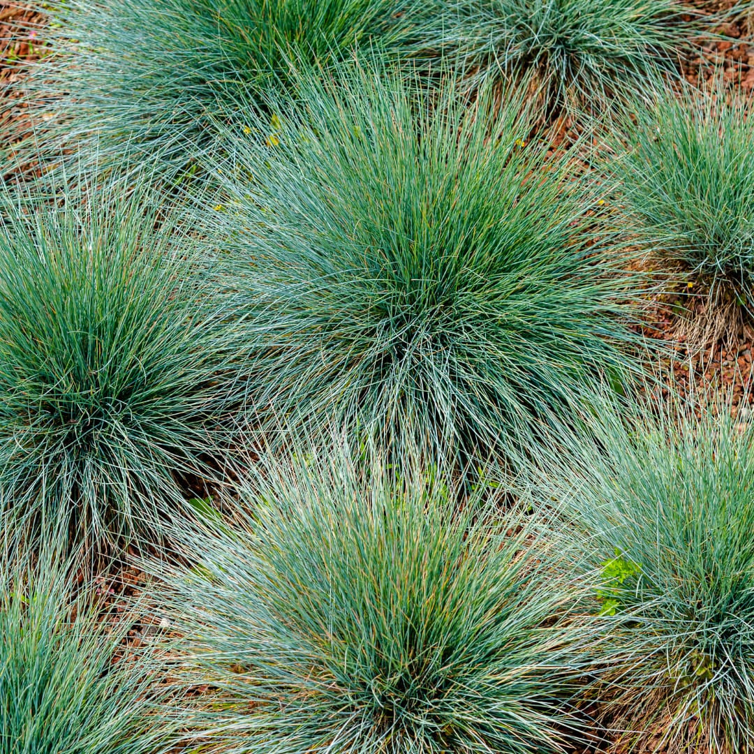 Festuca gautieri Zierschwingel – Ø9cm – Höhe 10-25cm – Immergrünes Ziergras