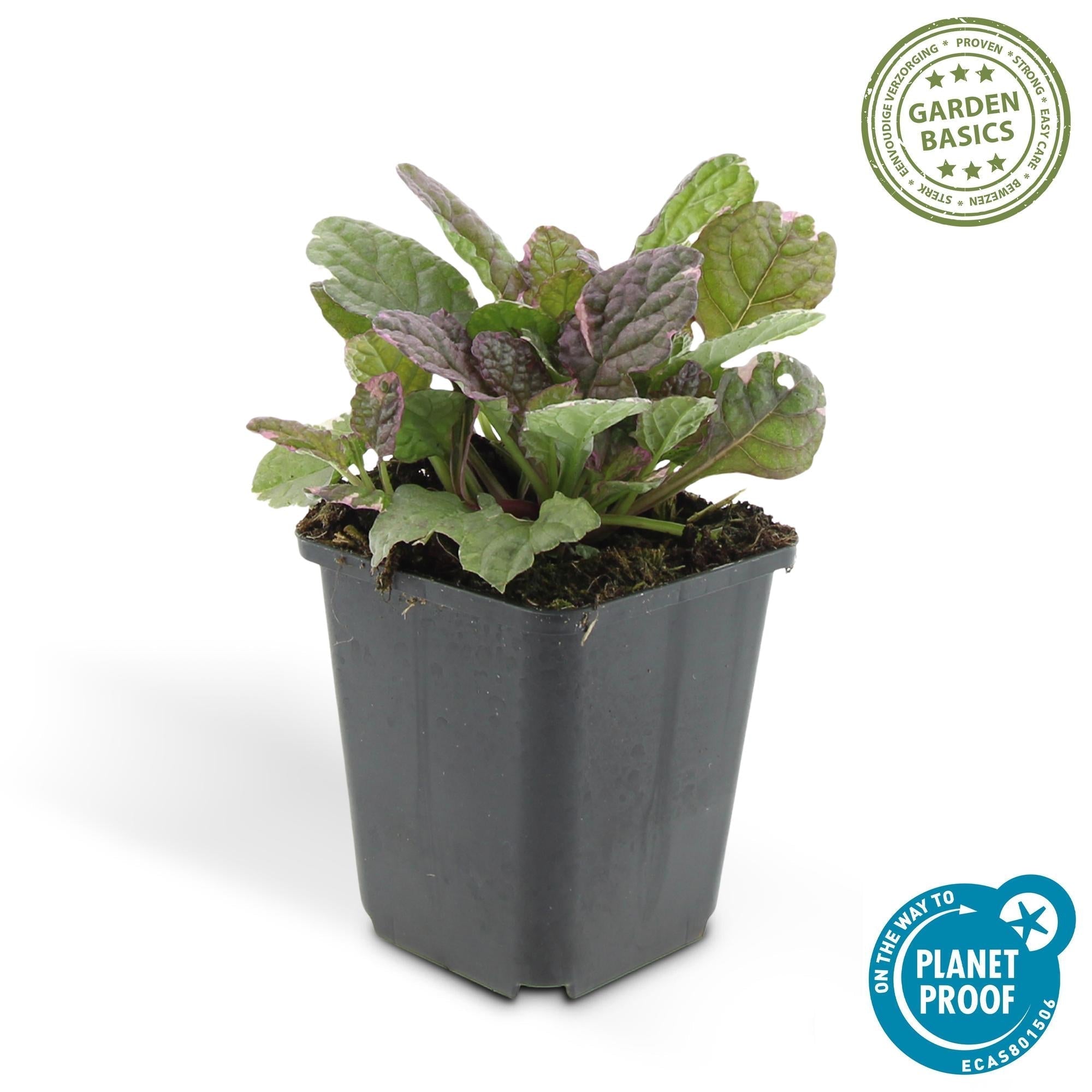 Kriechender Günsel Ajuga reptans 'Burgundy Glow' – ↕10-25cm – Ø9cm – Halbschatten & Schatten – Pflegeleicht – Plant