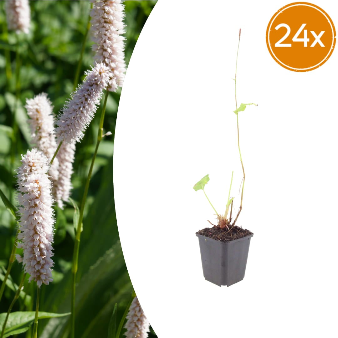 Persicaria bistorta Superba – Ø9cm – Höhe10-25cm – Rosa Blütenstaude für feuchte Beete & Teichrand – Bienenfreundlich winterhart