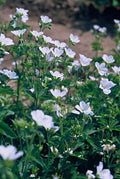 Schnee-Storchschnabel Geranium sanguineum 'Album' – ↕10-25cm – Ø9cm – Winterharte Staude & Bodendecker – Weiße Blüten – Plant