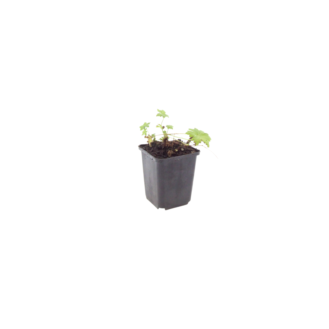 Geranium macrorrhizum White Ness – Ø9cm – Höhe 10-25cm – Weiß blühender Bodendecker Storchschnabel