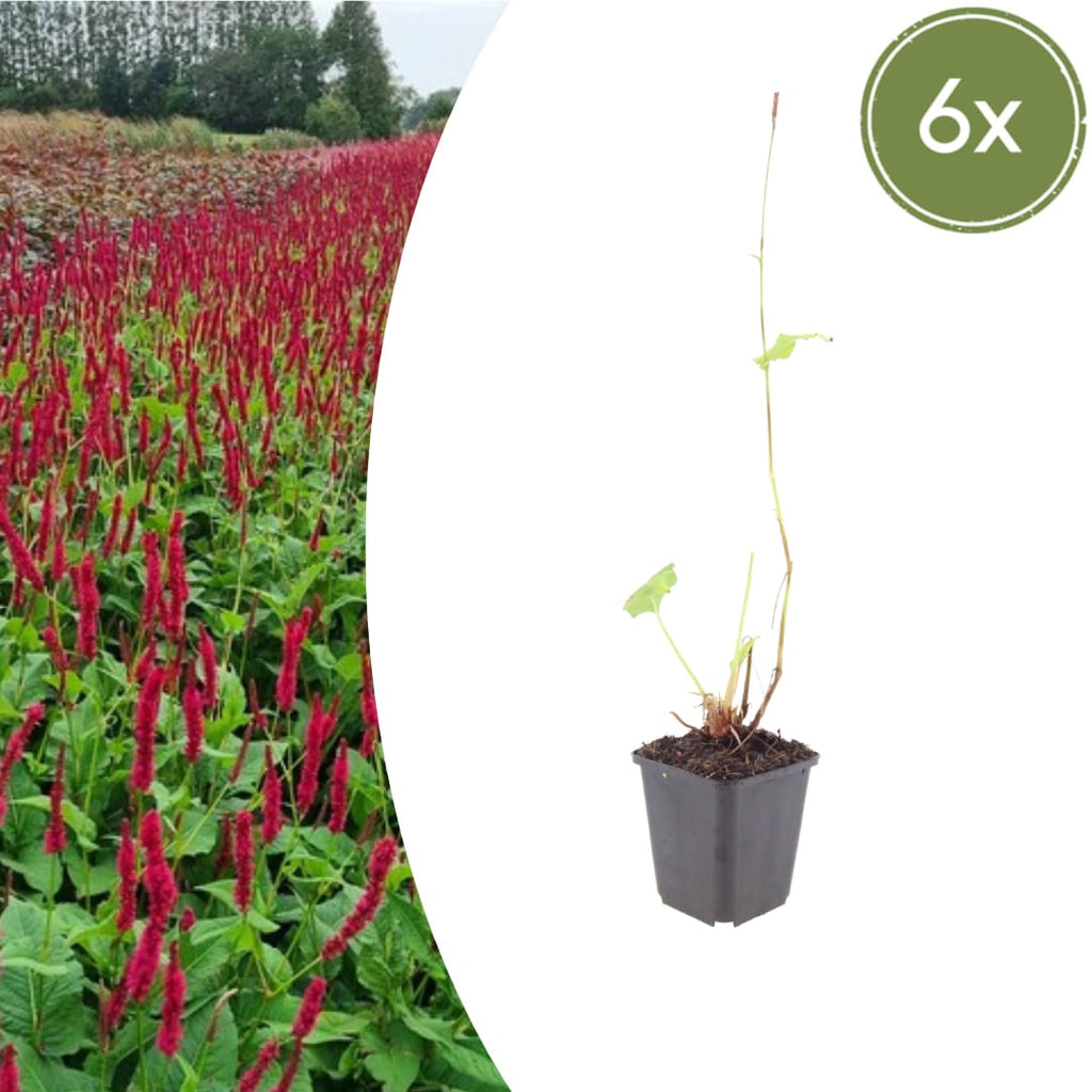 Persicaria amplexicaulis Blackfield – Ø9cm – Höhe 10-25cm – Winterharte Staude – Dunkelrote Blütenähren