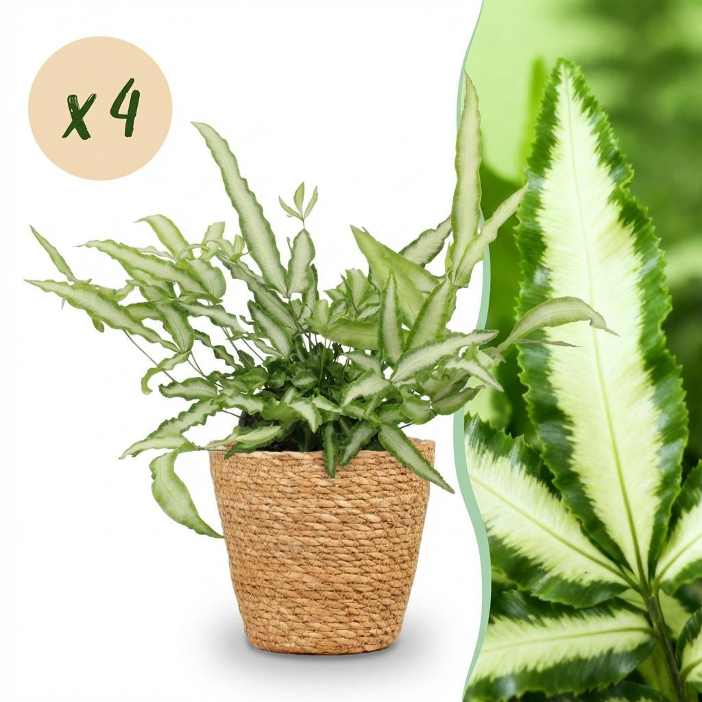 Pteris Cretica Albolineata Schwertfarn Zimmerpflanze inkl. Naturkorb
