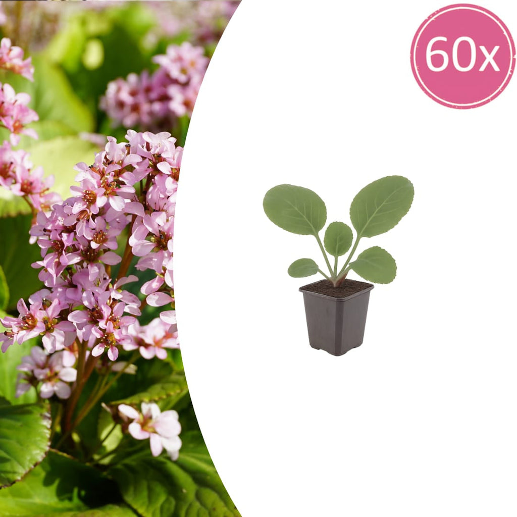Schusterblume Bergenia cordifolia – 10-25cm – Ø9cm – Immergrüne Staude mit rosa Blüten