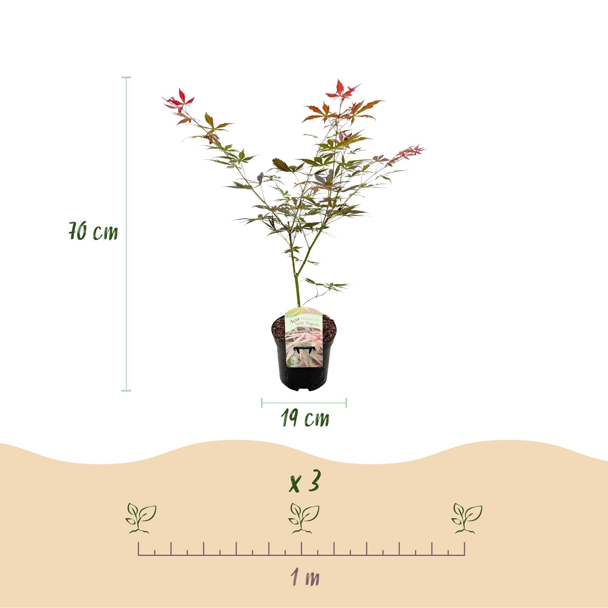 Japanischer Ahorn Acer palmatum 'Sumi – nagashi' – Roter Zierahorn – Balkon – & Terrassenpflanze – Ø19cm – Ca. 70cm hoch – Plant
