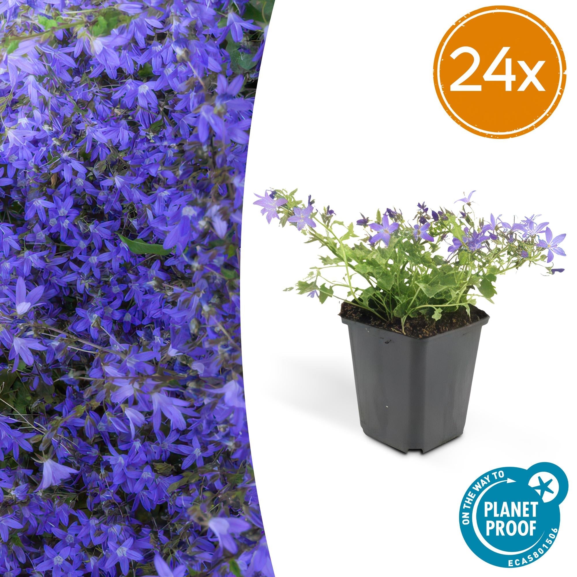 Campanula poscharskyana 'Stella' – Hängepolster – Glockenblume – Blaue Blüten – ↕10-25cm – Ø9cm – Überhängend & pflegeleicht – Plant