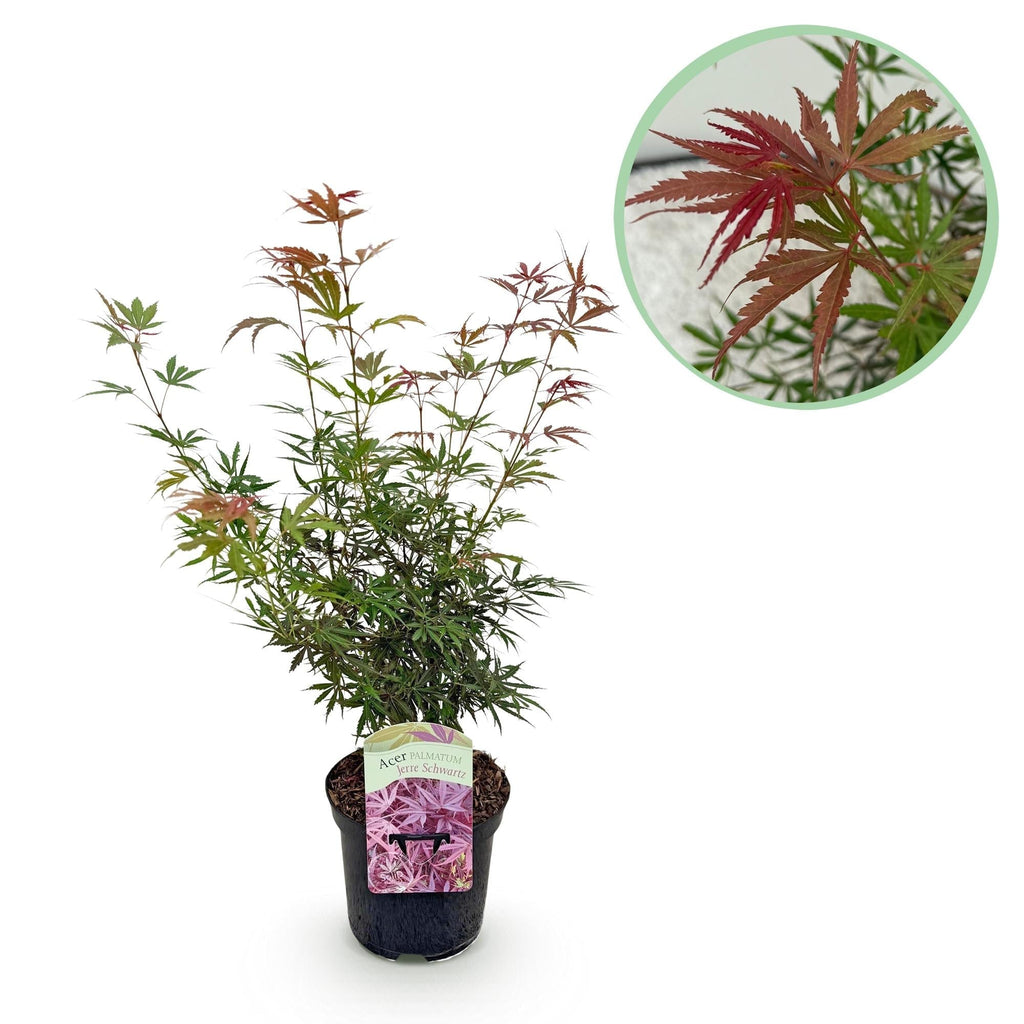 Japanischer Ahorn Acer palmatum 'Jerre Schwartz' – Dunkelrot – Balkon – & Gartenpflanze – Ø19cm – Ca. 70cm hoch – Plant