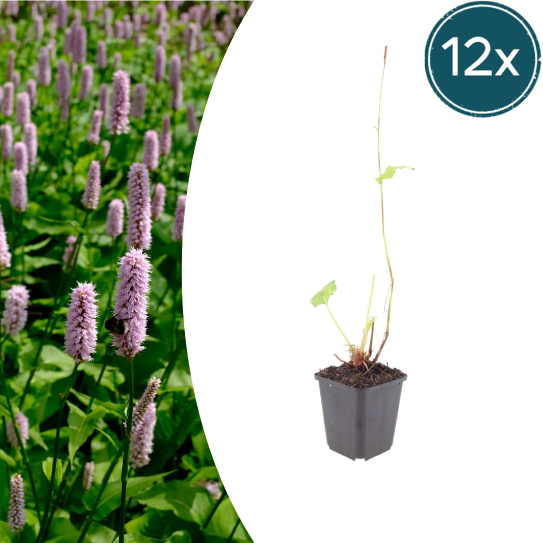 Persicaria affinis Superba – Ø9cm – Höhe 10-25cm – Winterharte Staude – Dunkelrote Blütenähren – Bienenfreundlich für Beet & Präriegarten