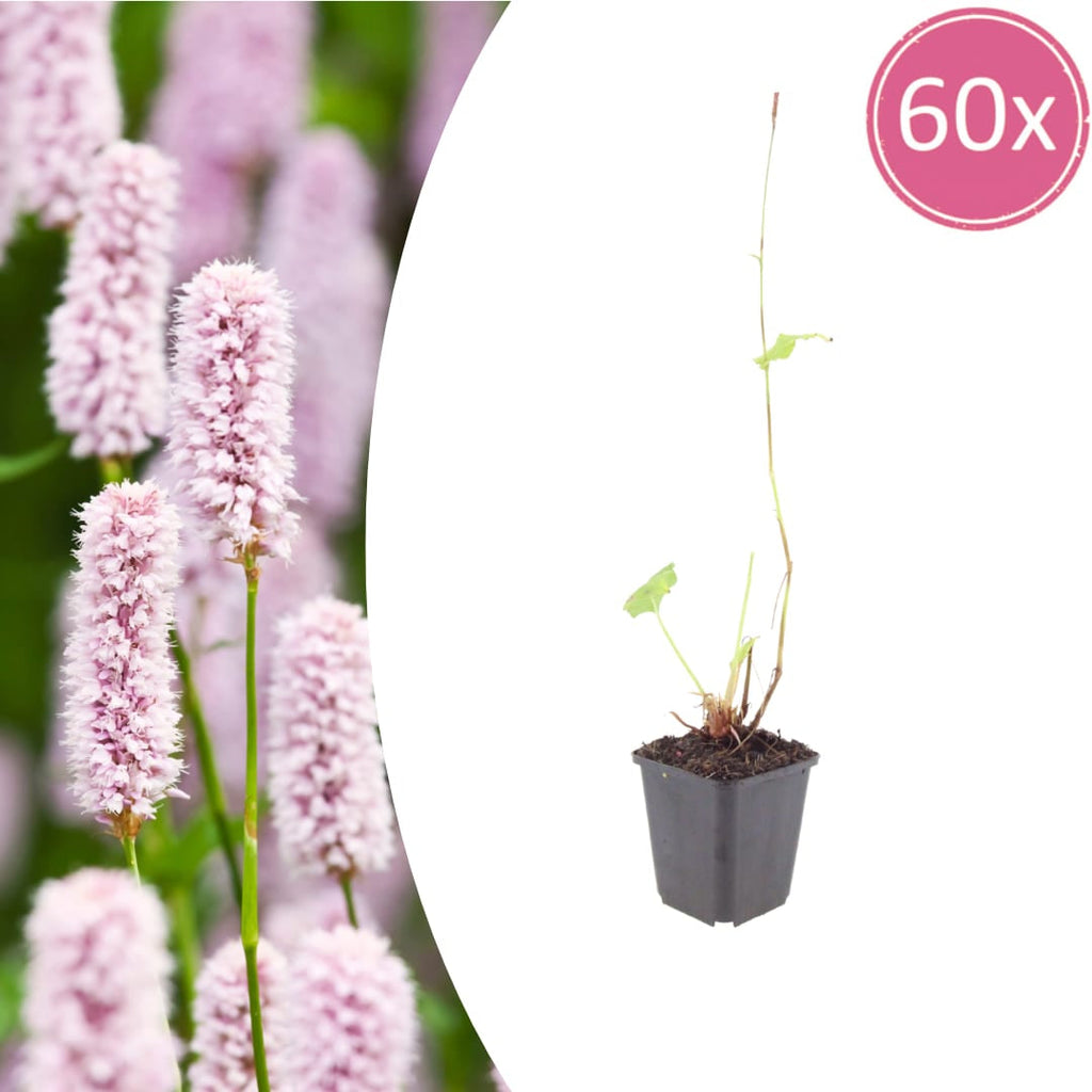 Persicaria bistorta – Ø9cm – Höhe 10-25cm – Rosa blühende Staude – Winterhart & Bienenfreundlich