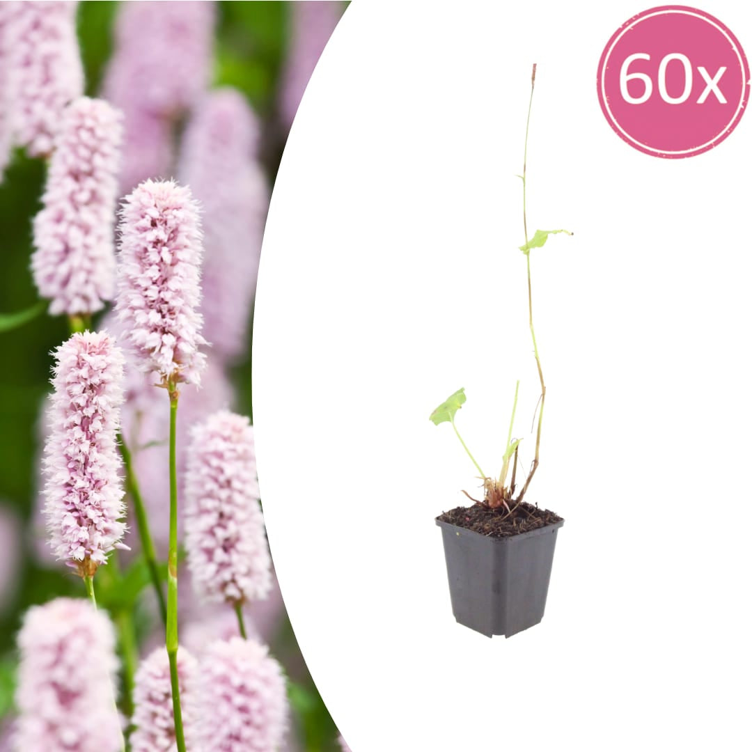 Persicaria bistorta – Ø9cm – Höhe 10-25cm – Rosa blühende Staude – Winterhart & Bienenfreundlich
