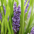 Lilientraube Liriope muscari Big Blue – ↕10-25cm – Ø9cm – Pflegeleicht Halbschatten – Plant