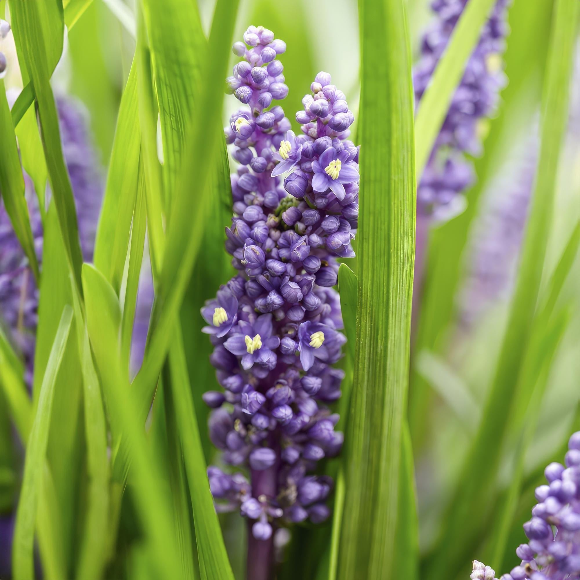 Lilientraube Liriope muscari Big Blue – ↕10-25cm – Ø9cm – Pflegeleicht Halbschatten – Plant