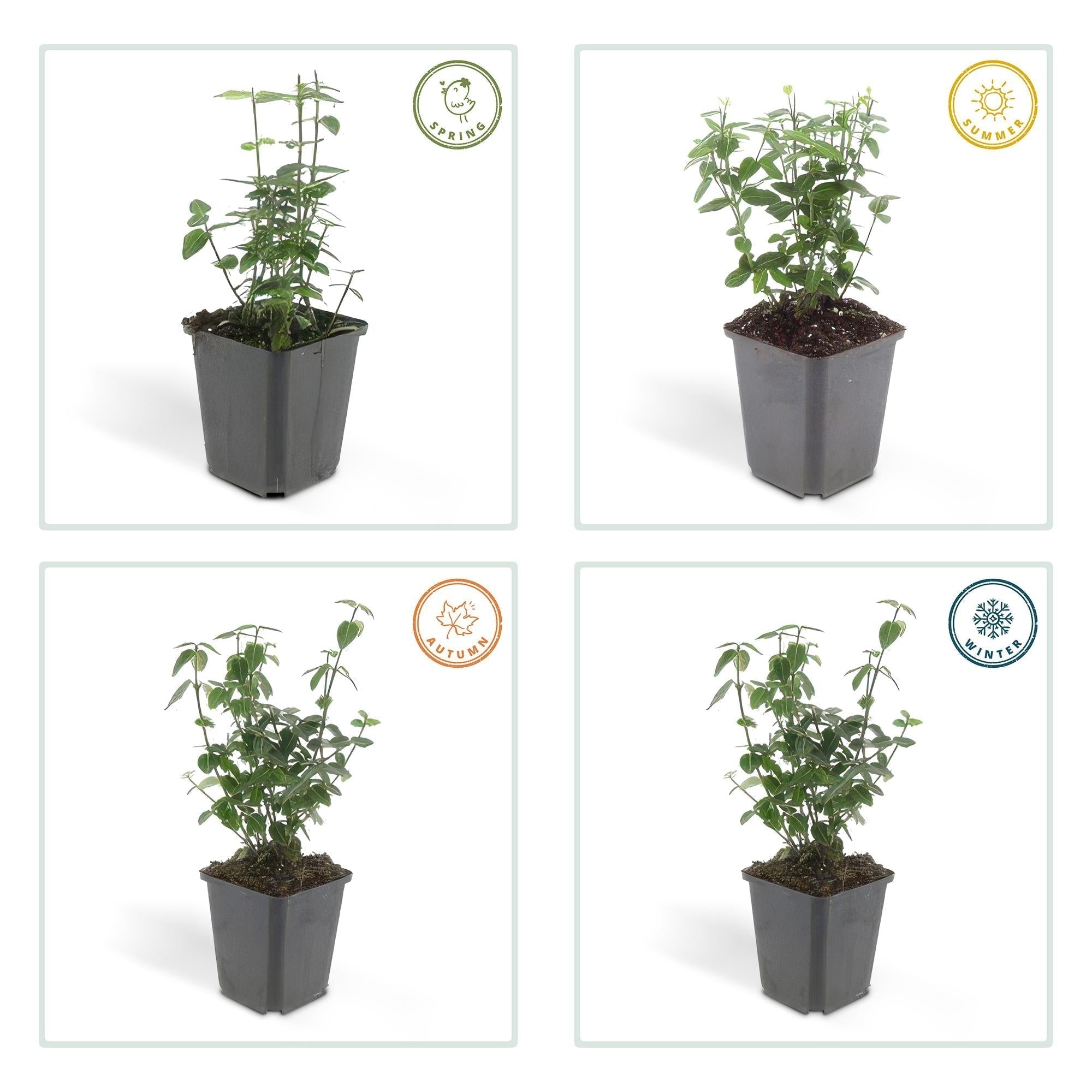 Immergrüne Kriechspindel – Euonymus fortunei radicans – ↕10-25cm – Ø9cm – Pflegeleicht & Winterhart – Garten, Beete & Zäune – Plant