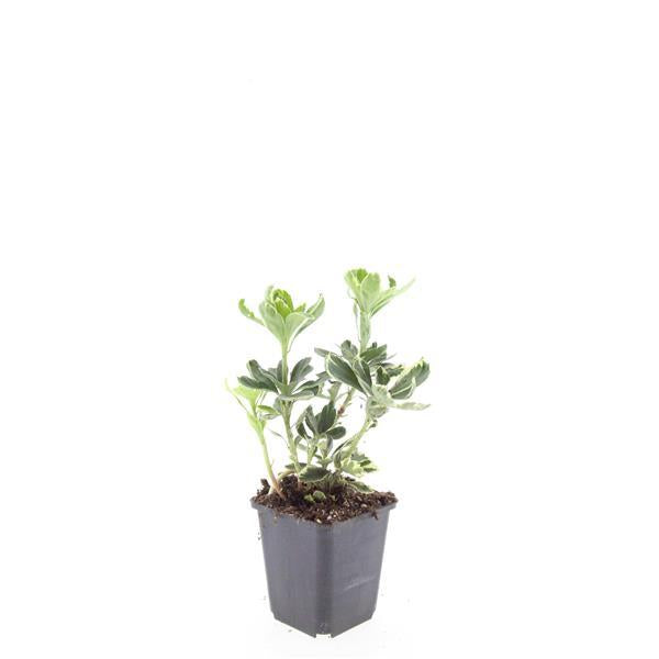 Schattengrün Pachysandra terminalis 'Variegata' – ↕10-25cm – Ø9cm – Cremeweiße Blätter – Plant