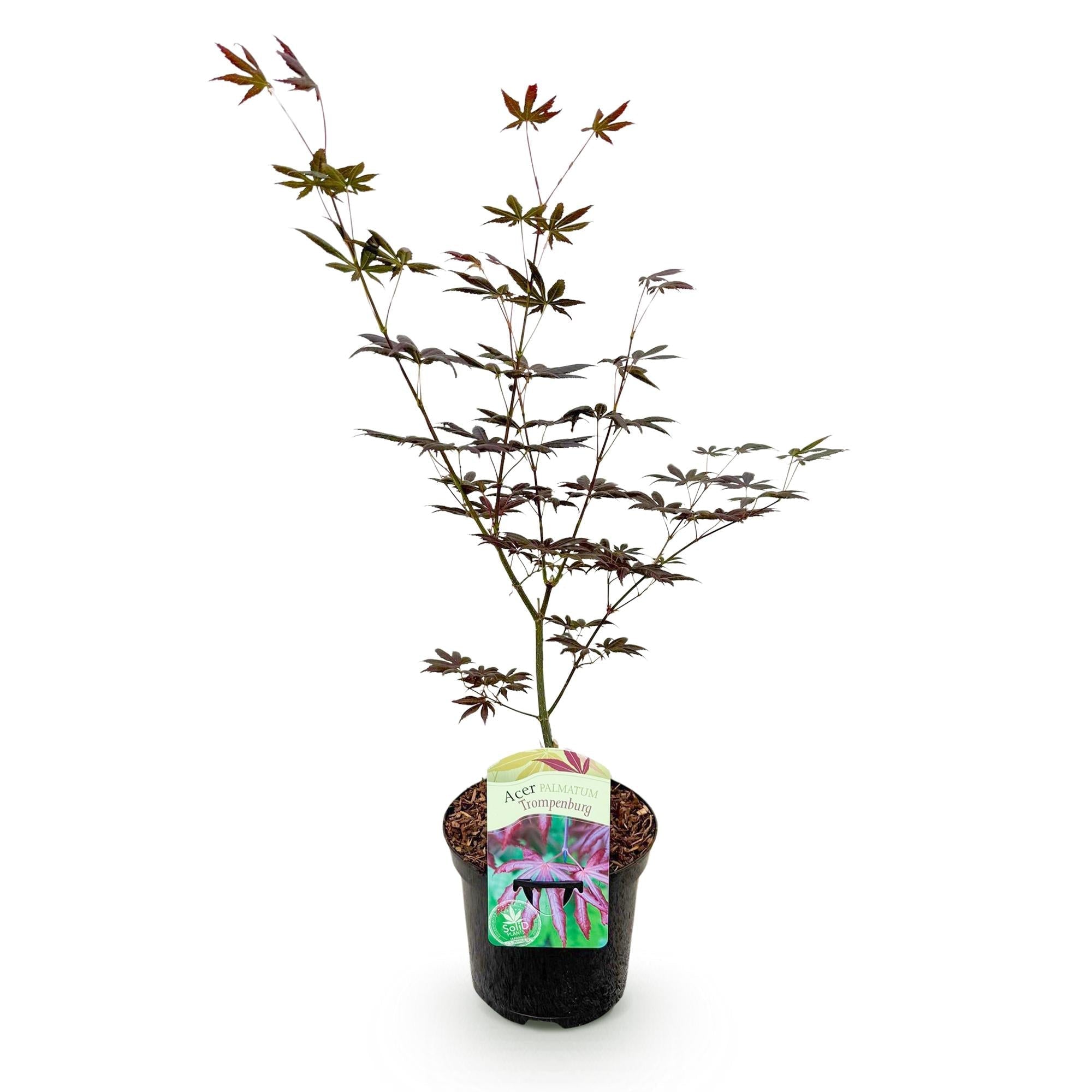 Japanischer Ahorn Acer palmatum 'Trompenburg' – Dunkel Lila – Balkon – & Gartenpflanze – Ø19cm – Ca. 70cm hoch – Plant