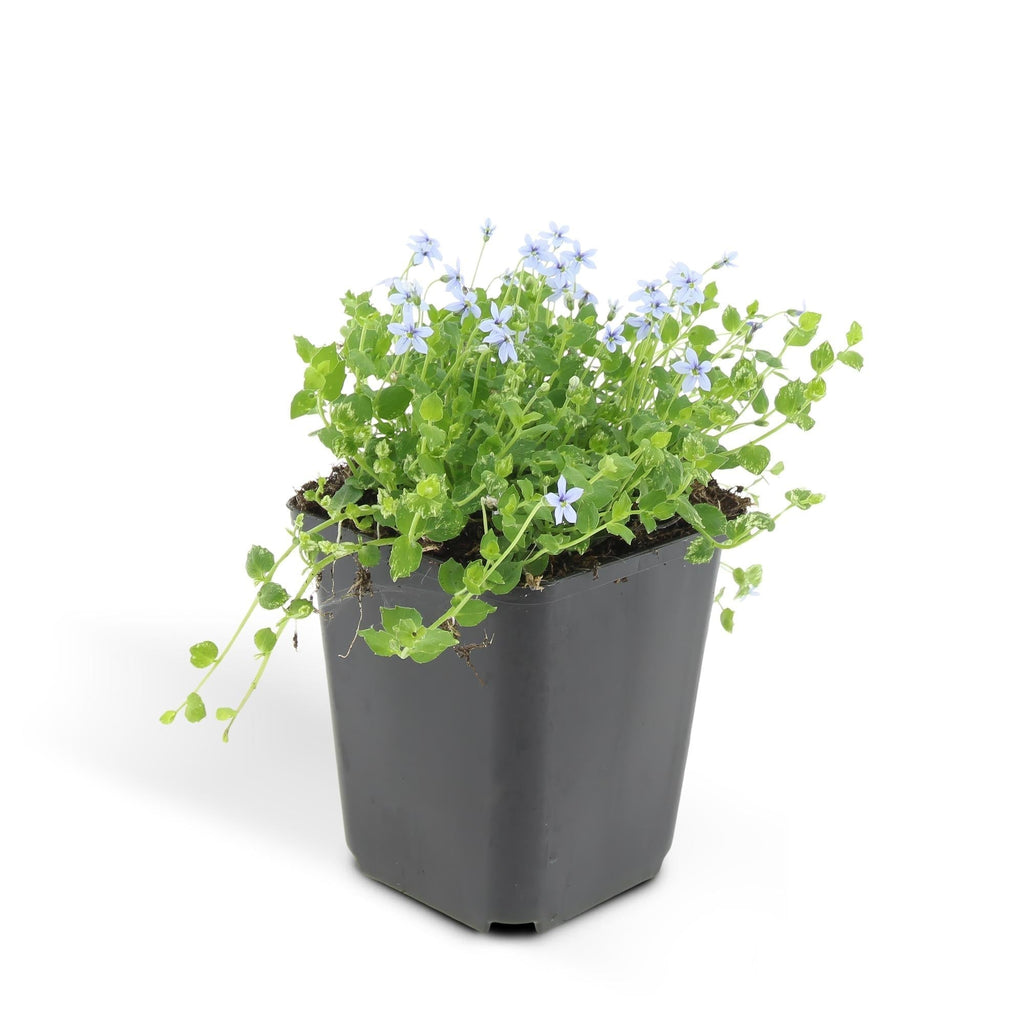 Blauer Bubikopf Isotoma fluviatilis – ↕10-25cm – Ø9cm – mit blauen Sternblüten – Plant