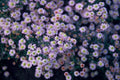 Wild – Aster ageratoides 'Stardust' – ↕10-25cm – Ø9cm – Weißer Herbstblüher – Bienenfreundlich – Pflegeleicht – Plant