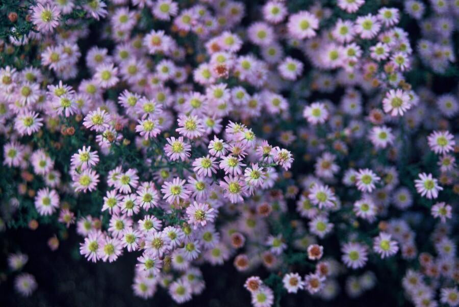 Wild – Aster ageratoides 'Stardust' – ↕10-25cm – Ø9cm – Weißer Herbstblüher – Bienenfreundlich – Pflegeleicht – Plant